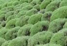 Green Capeplants-13.jpg; ?>