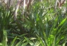 Green Capeplants-40.jpg; ?>