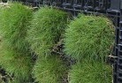 Green Capeplants-53.jpg; ?>