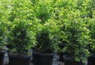 Green Capeplants-5.jpg; ?>