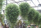 Green Capeplants-62.jpg; ?>