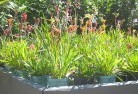 Green Capeplants-71.jpg; ?>